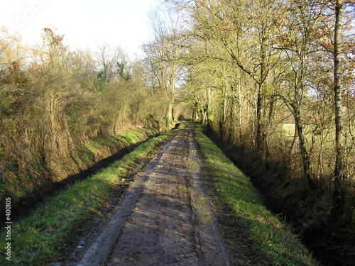 chemin forestier chemin forestier