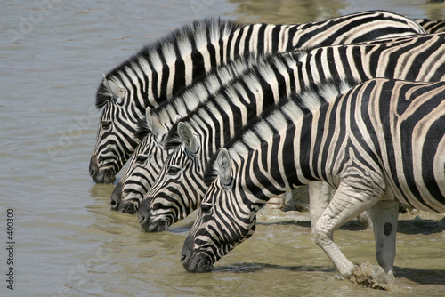 zebras drinking