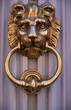 lion lion