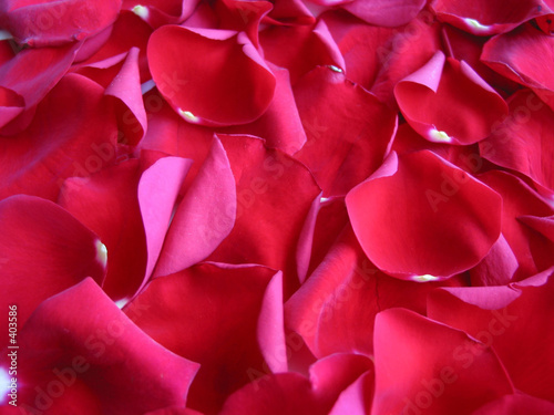 red rose flower background. red rose petals ackground