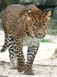 leopard leopard