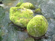 schwarzwaldbach