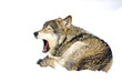 sleepy wolf