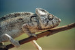 chameleon