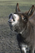smiling donkey