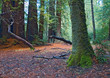mossy redwood forest
