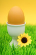 easter egg on grass