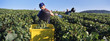 vendanges en champagne