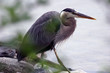 great blue heron hunting