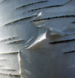 wood. texture - 16 wood. texture - 16