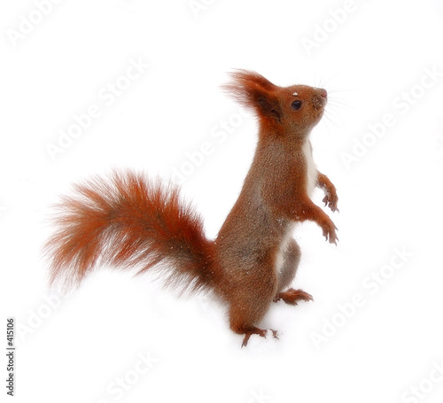 squirrel