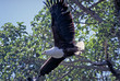 aigle pecheur ou fisher eagle