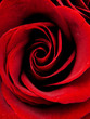 red rose