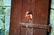 coq facétieux