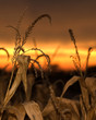 corn sunset