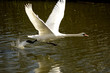 cygne au décollage