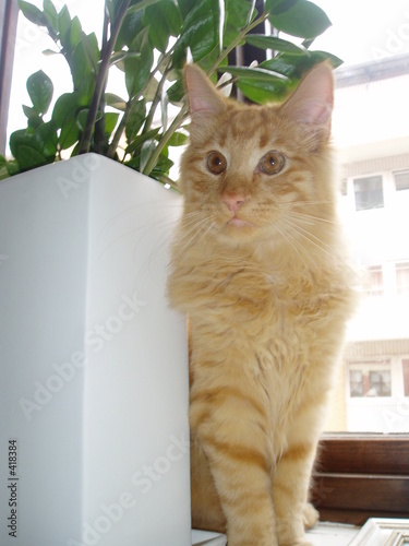 Photo: cat cat
