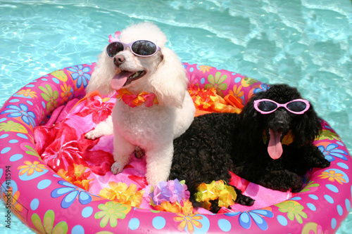 pool poodles