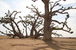 baobab