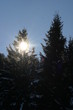 sonne hinterm baum sonne hinterm baum