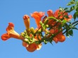 trompetenblume
