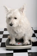 westie weighing in
