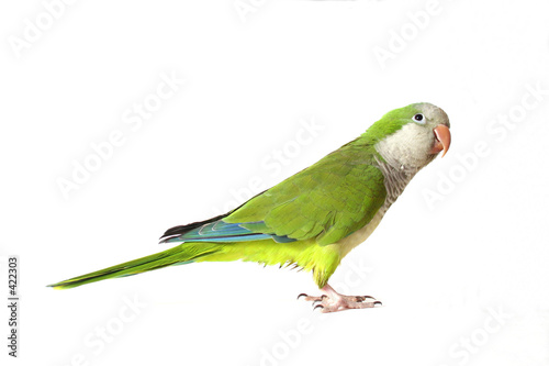 quaker parrot