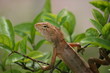 lézard sur branche
