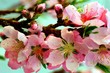 peach blossoms