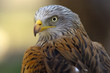 red kite