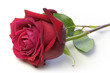 rose rose