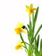 daffodils on white daffodils on white
