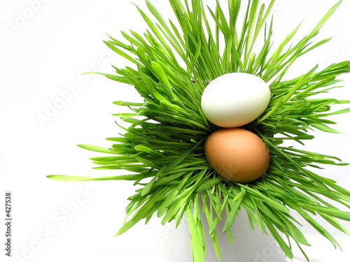 Photo: easter eggs in grass on white easter eggs in grass on white
