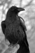 maitre corbeau