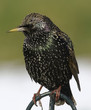 starling