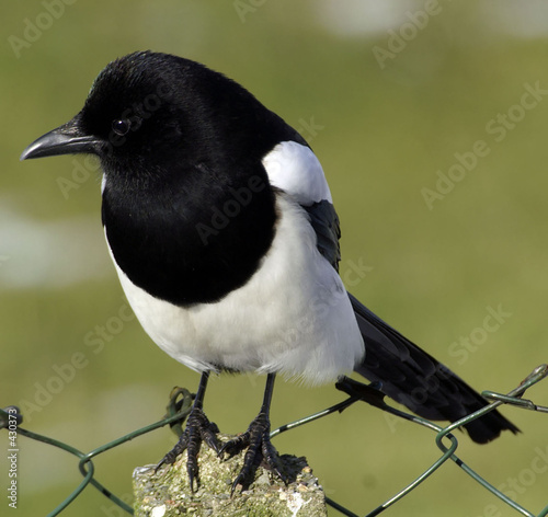 magpie