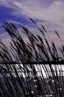 blowing grass