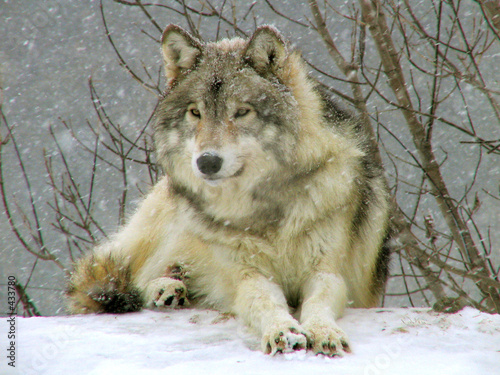 loup gris sous la neige