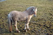 cheval fjord