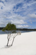 fraser island alexandra lake and tree fraser island alexandra lake and tree