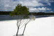 fraser island, alexandra lake and tree fraser island, alexandra lake and tree
