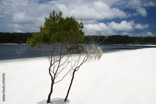 fraser island, alexandra lake and tree fraser island, alexandra lake and tree