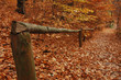 forest in the fall
