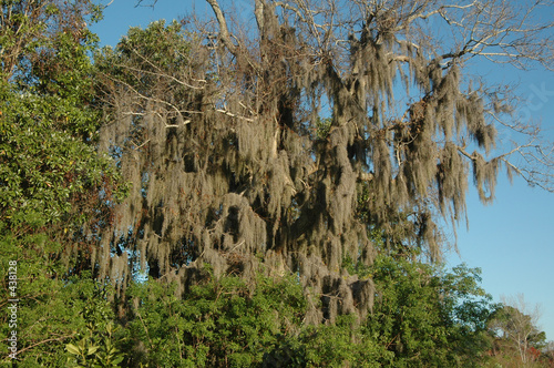 Foto: tree moss tree moss