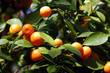 calamondin citrus oranges calamondin citrus oranges