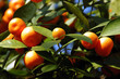 calamondin citrus oranges calamondin citrus oranges
