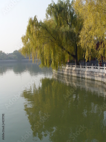 willows over water in beihai park - beijing willows over water in beihai park - beijing