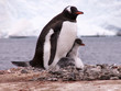 manchot papou, poussins, mer et glacier