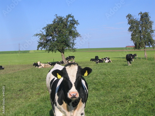 kuh neugierig auf  wiese