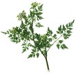wiesenkerbel